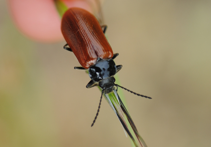 Tenebrionidae Alleculinae: Omophlus sp.